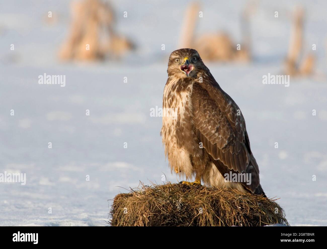 Eurasischer Bussard (Buteo buteo), Sitzstangen, die auf einem Grasbüschel im Schnee rufen, Norwegen Stockfoto