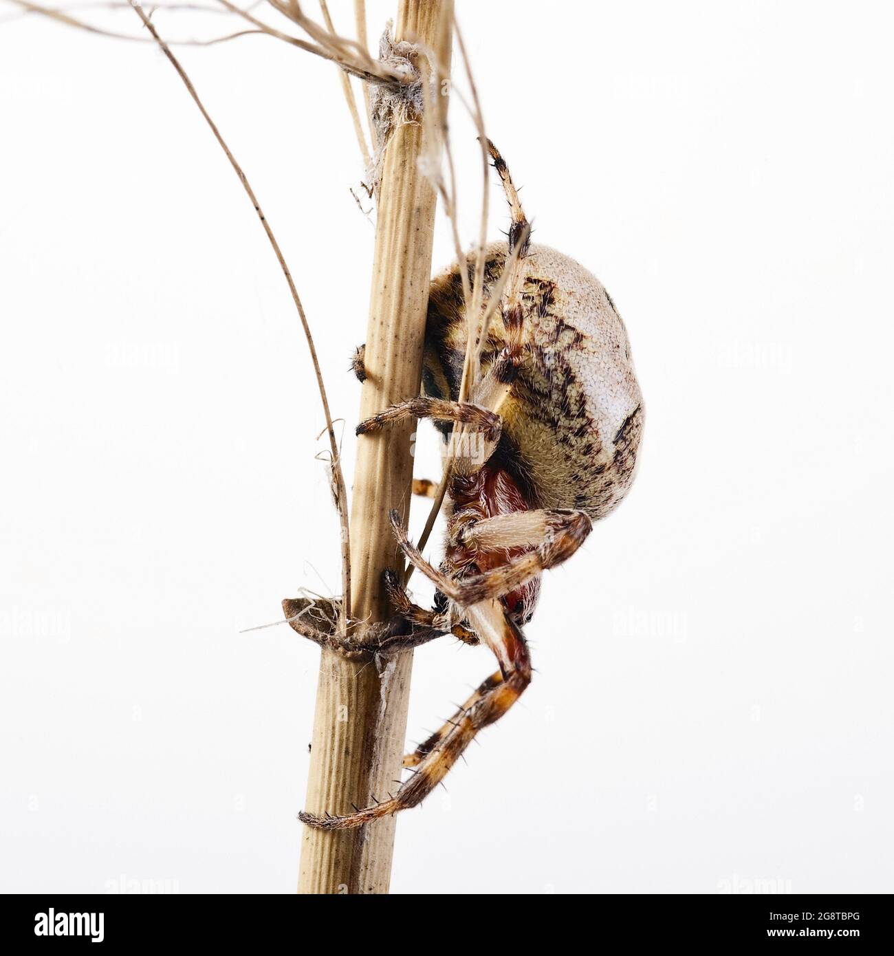 Furchenspinne, Furchenspinne (Larinioides cornutus, Araneus cornutus), weiblich, Ausschnitt, Österreich Stockfoto