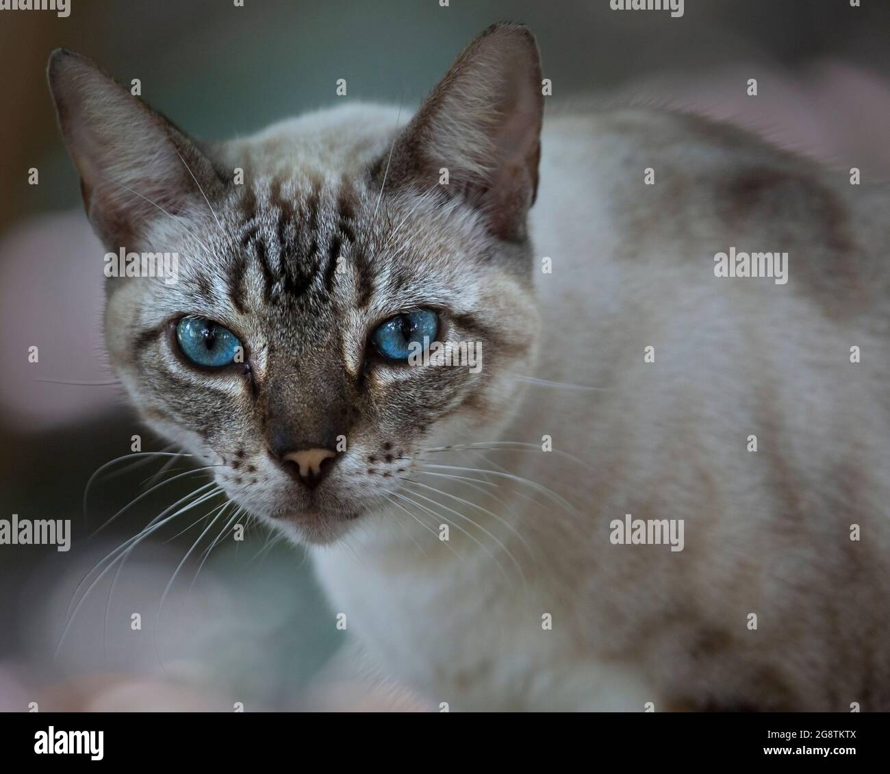 Blauäugige, gestromte Katze aus der Nähe Stockfoto