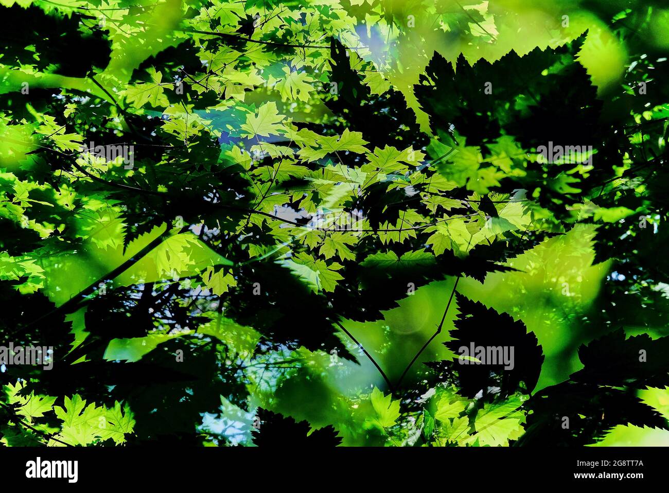 Abstrakte Doppelbelichtung von Sonne, die durch hellgrüne Ahornblätter über einer Ansammlung von silhouettierten Blättern entlang des gleichen Waldweges scheint Stockfoto