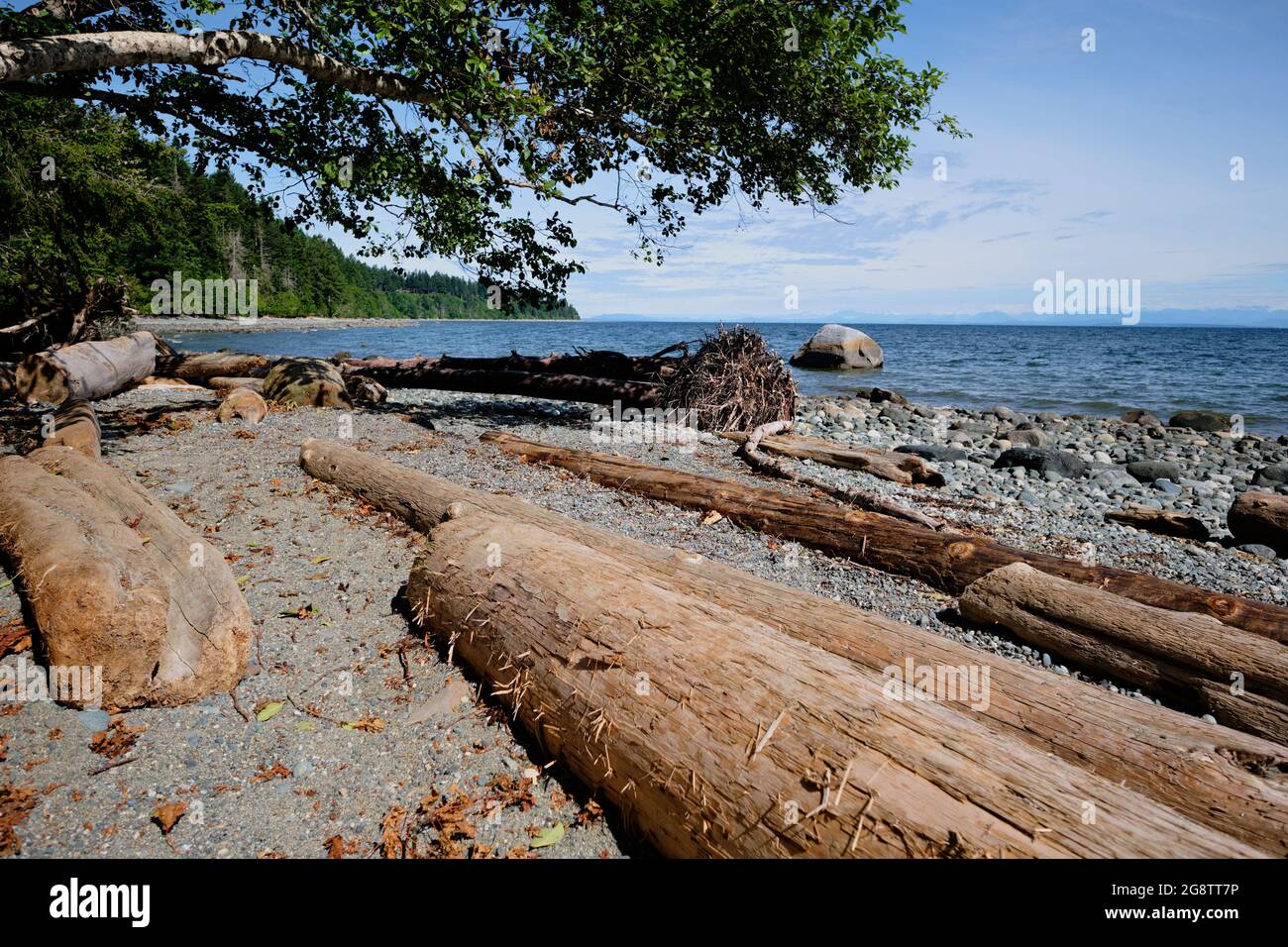 Sammlung von verwitterten, parallel liegenden Baumstämmen, Daunebäume, Kieselsteinen und Sand am Strand des Seal Bay Nature Reserve auf Vancouver Island, BC. Stockfoto