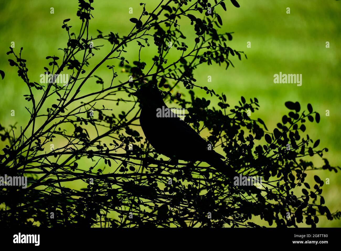 Schwarz und grün. Der Vogel, der im Busch sitzt, wird vor dem Hintergrund des hellen Grüns des sonnendurchfluteten Grases silhouettiert. Stockfoto