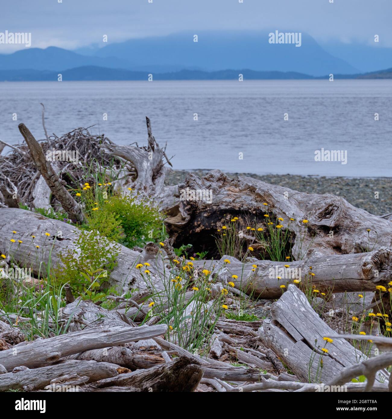 Am Strand des Oyster River Nature Park, Campbell River, BC, wachsen gelbe Blütenköpfe von Dandelions unter vielen abgestürzten Bäumen und Treibholz. Stockfoto