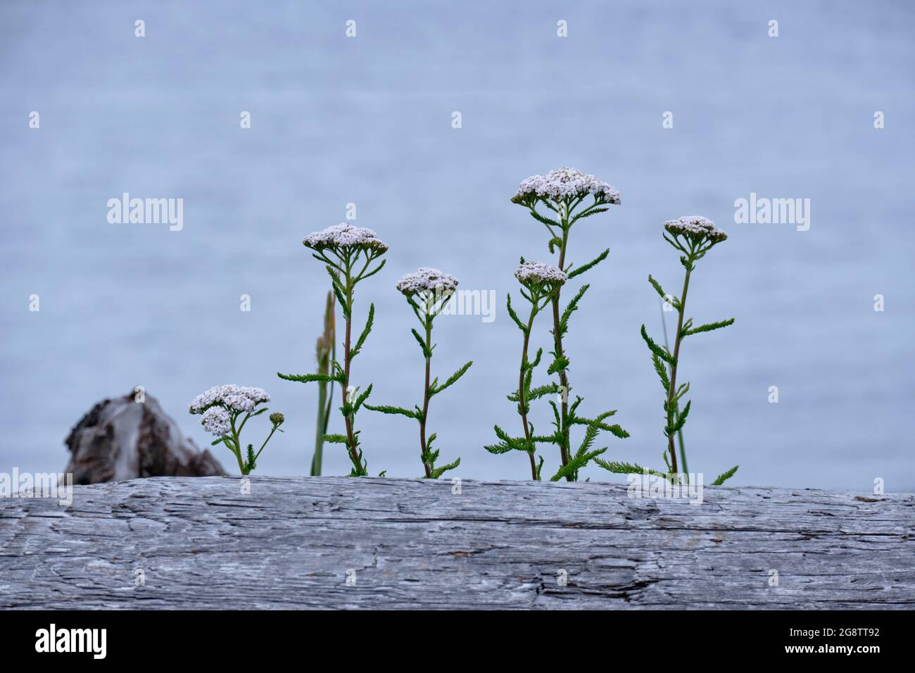 Eine Reihe von weißen Schafgarben-Blumen stoken über grauem Treibholz am Strand mit einem blassen Meer hinter ihnen. Oyster River Nature Park, Campbell River, BC Stockfoto