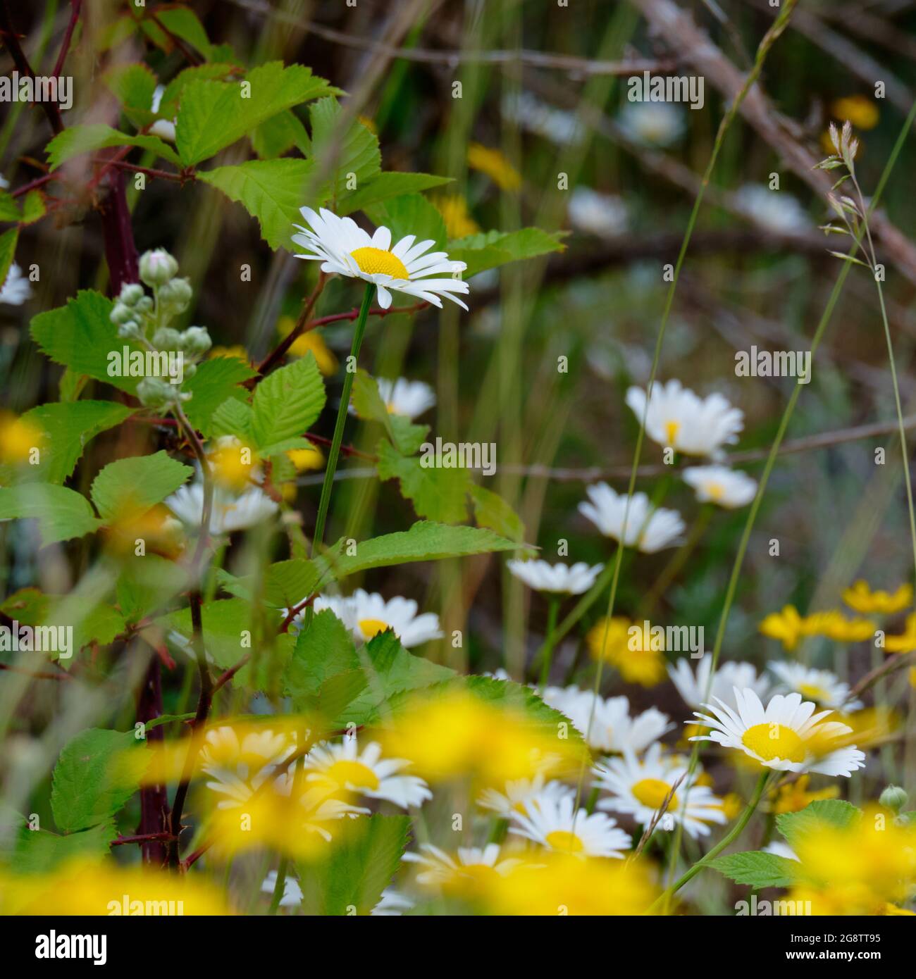 Zeichen des Frühlings. Sammlung von zarten Gänseblümchen und stacheligen grünen Blättern, die nahe am Strand des Oyster River Nature Reserve, BC, zusammenwachsen Stockfoto