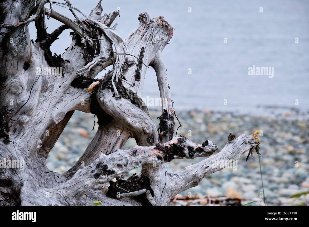 Verfallender Abschnitt der Baumwurzeln bildet eine seltsame Form. Driftwood on Oyster River Nature Park, Campbell River, BC Stockfoto