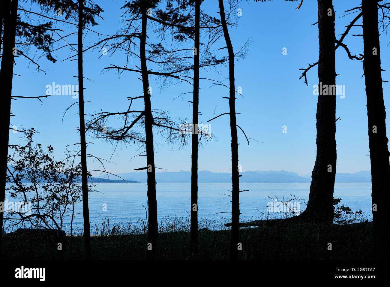 Vertikale Linien von Baumsilhouetten kreuzen horizontale Linien durch Küste, Georgia Strait und Küste des Festlandes BC. Rathtrevor Provincial Park. Stockfoto