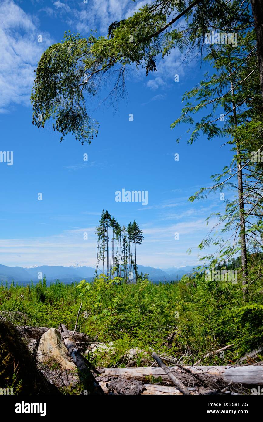 Die Wanderwege rund um den Alberni Lookout führen durch Abschnitte eines klar geschnittenen Waldes. Hier wachsen ein paar spindelige Bäume in Richtung blauem Himmel über uns. Port Alberni, BC Stockfoto