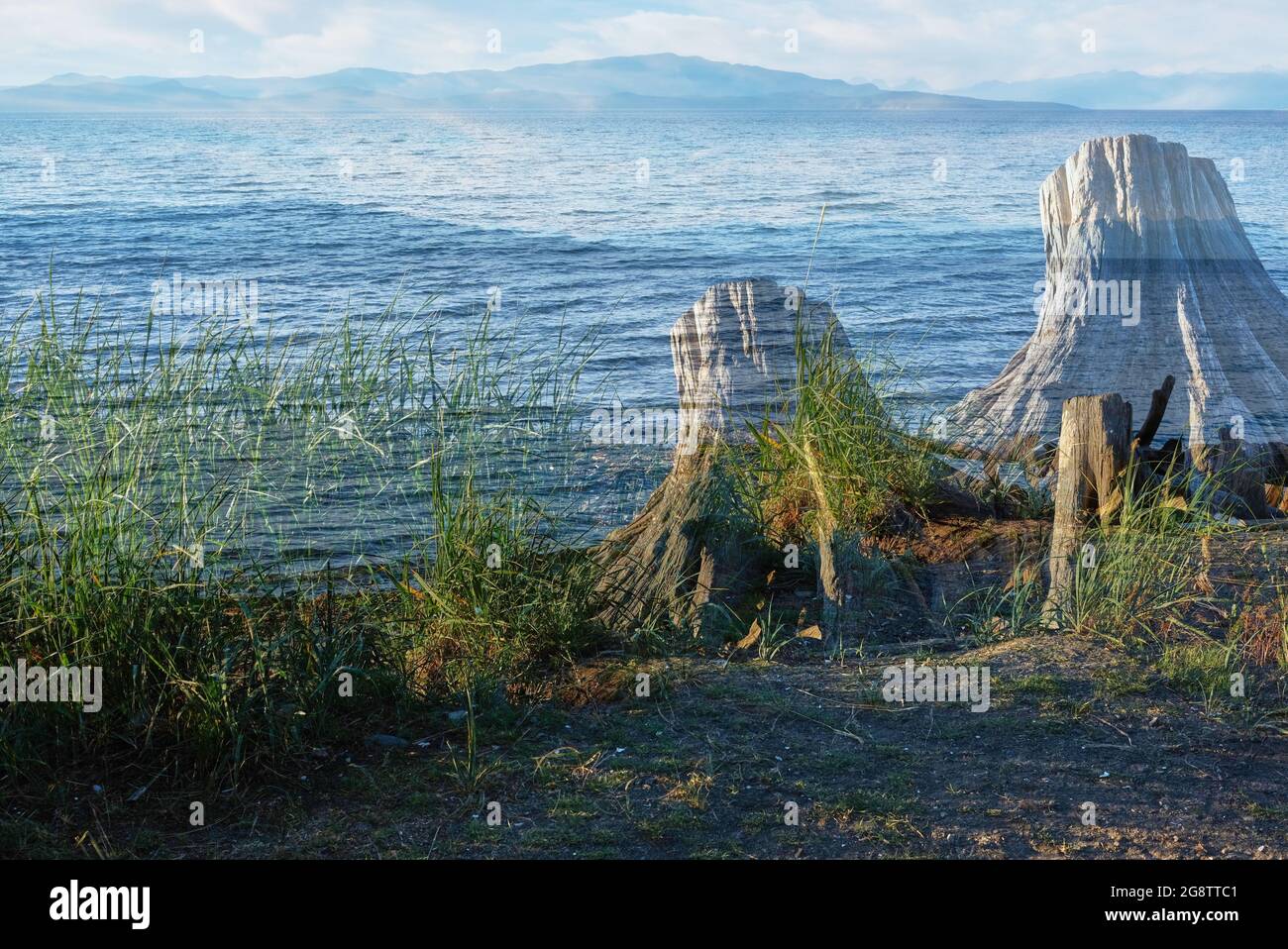 Das abstrakte Bild, das mit einer Doppelbelichtung in der Kamera aufgenommen wurde, überlagert riesige Baumstümpfe mit den welligen Gewässern der Georgia Strait und entfernter Inseln. Stockfoto