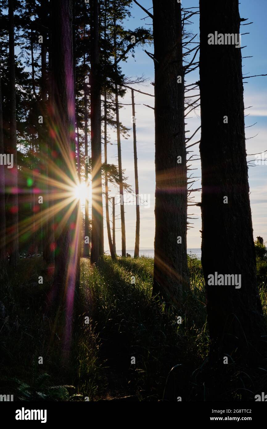 Die geringe Sonneneinstrahlung durch den Wald erzeugt ein farbenfrohes Streulichtmuster. Rathtrevor Provincial Park, Vancouver Island, Kanada Stockfoto