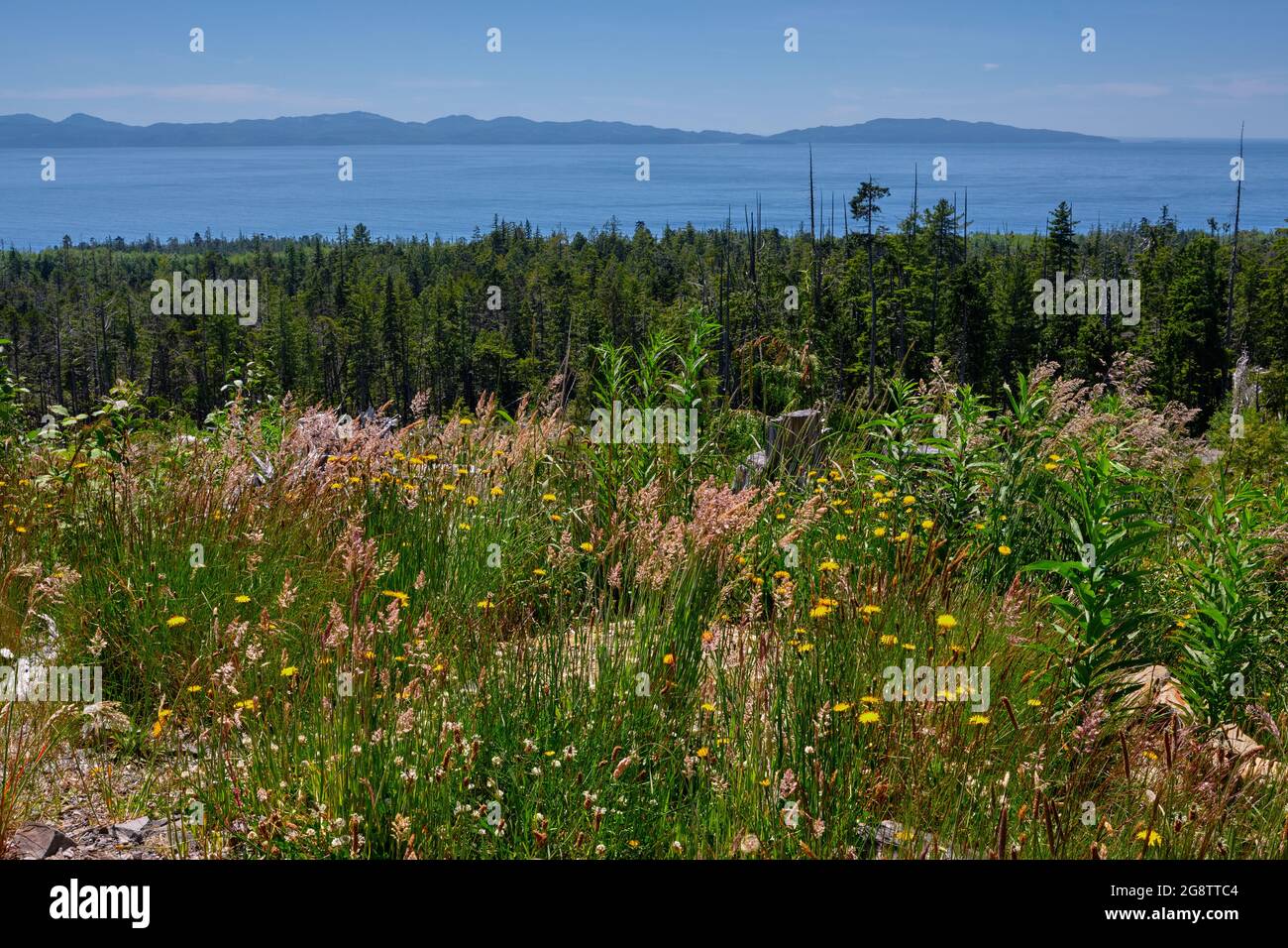 Nördliche Küste der Olympic Peninsula, Washington, über dem Salish Meer gesehen, und über einem Waldband und einem Gewirr aus buntem Unkraut Stockfoto