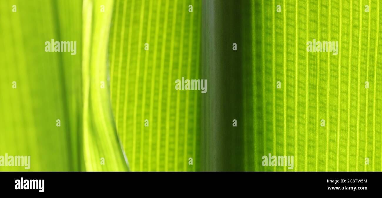 Ein Nahaufnahme-Makrobild des Zellmusters und der Struktur in einem leuchtend grün-gelben Pflanzenblatt. Starke Hintergrundbeleuchtung Stockfoto