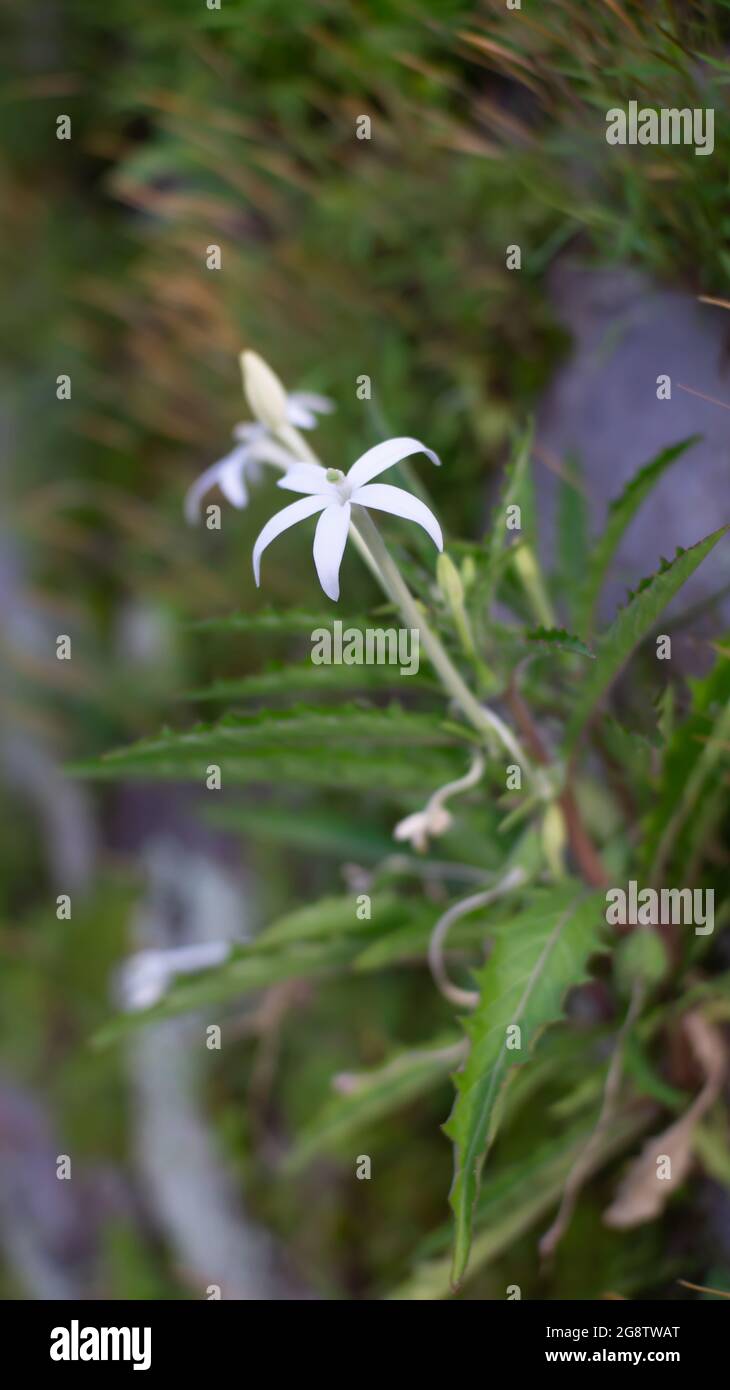 Weiße Blüten im Garten Stockfoto