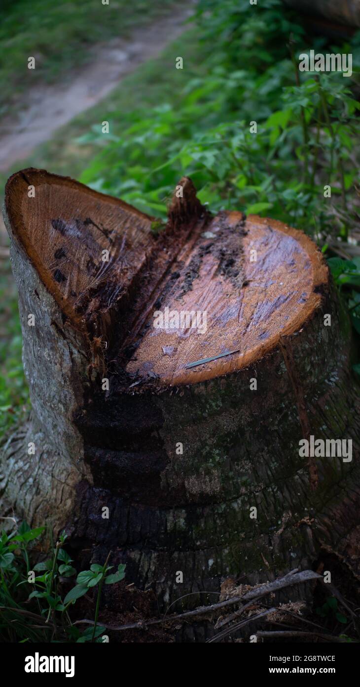 Gefallener Kokosnussbaum aus nächster Nähe Stockfoto