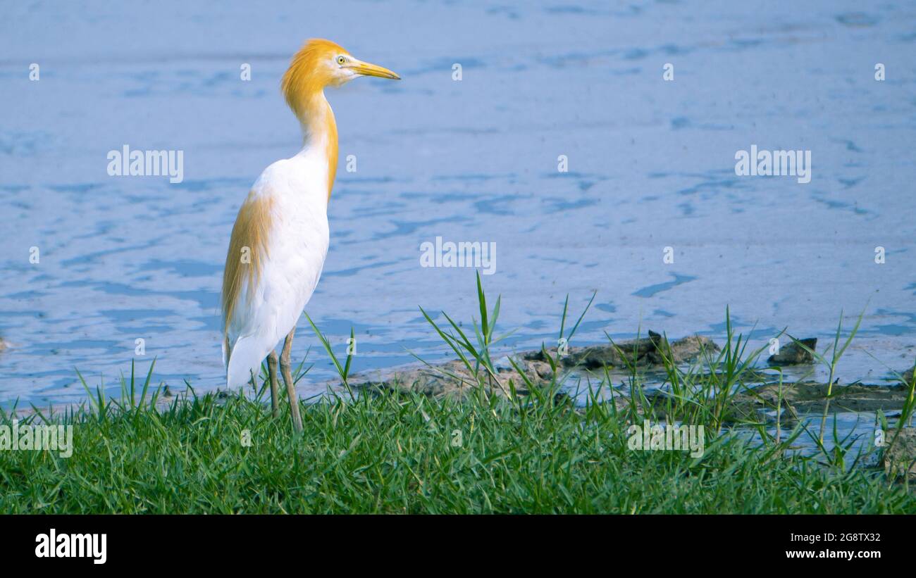 Rinderreiher, der im Gras in der Nähe des Wassersees mit hellbraunem, haarigen Kopf steht Stockfoto