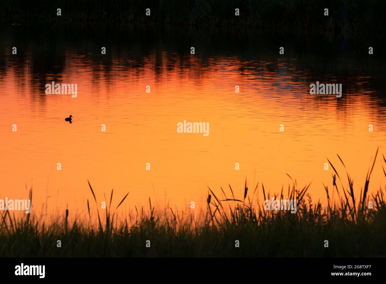 Sonnenaufgang im Anaconda Settling Ponds, warm Springs Ponds Wildlife Management Area, Montana Stockfoto