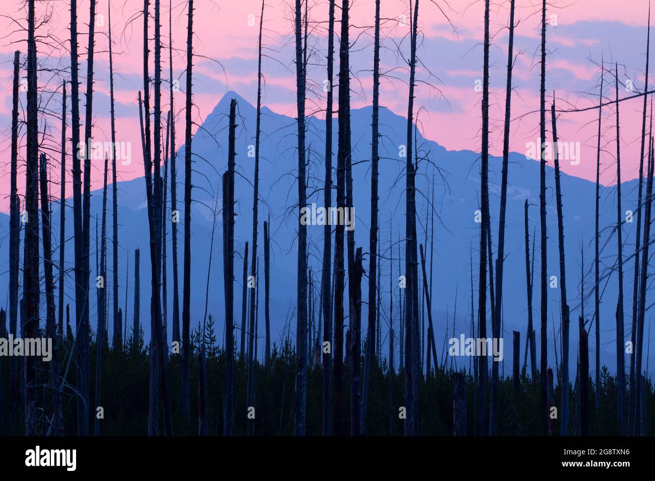 Feuer brannte Haken Morgendämmerung, Glacier National Park, Montana Stockfoto