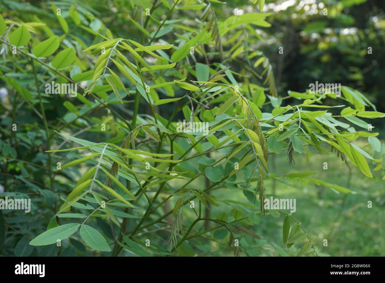 Senna siamea (auch bekannt als siamesische Cassia, Kassodenbaum, Kassettenbaum, Kassettenbaum) mit natürlichem Hintergrund Stockfoto