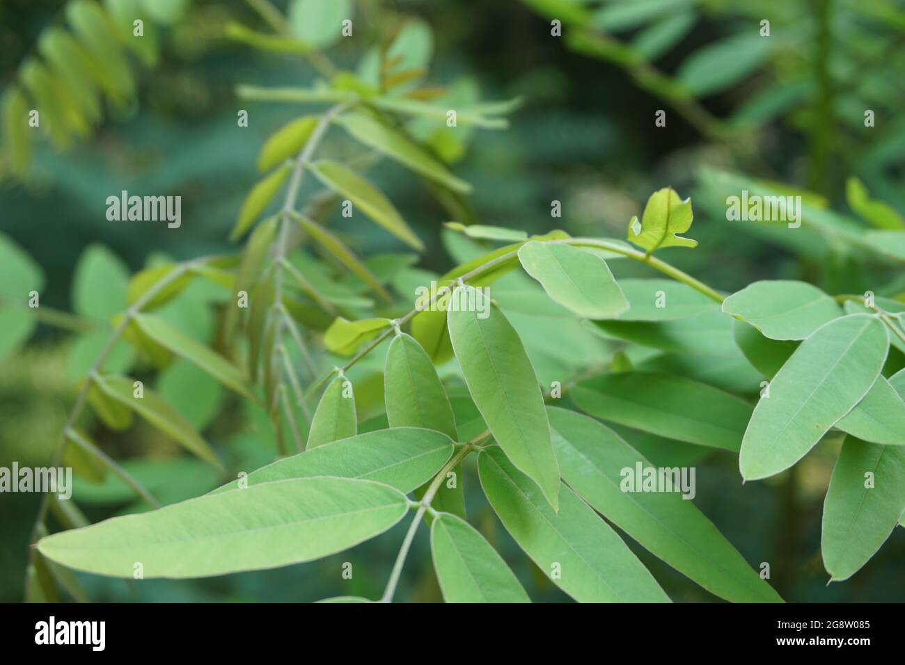 Senna siamea (auch bekannt als siamesische Cassia, Kassodenbaum, Kassettenbaum, Kassettenbaum) mit natürlichem Hintergrund Stockfoto