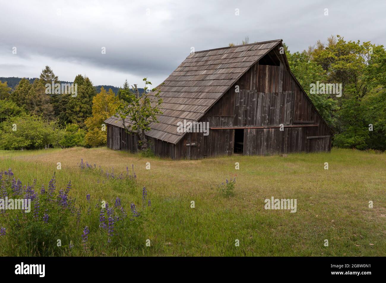 Die Lyons Ranch Barn wurde zwischen 1868 und 1959 als Teil der Schafzucht der Familie Lyons genutzt und ist heute Teil des Redwood National Park in Stockfoto