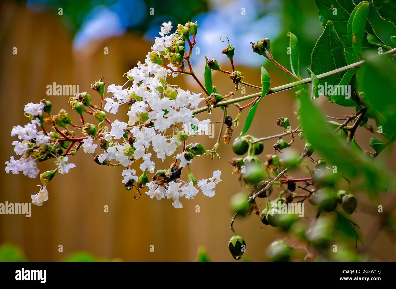 Eine weiße Krabbenmyrtenbaum (Lagerstroemia) blüht am 18. Juli 2021 in Mobile, Alabama. Stockfoto