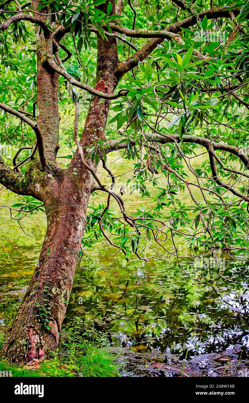 Ein Baum lehnt sich über einen Teich im Charles Wood Japanese Garden, 17. Juli 2021, in Mobile, Alabama. Stockfoto