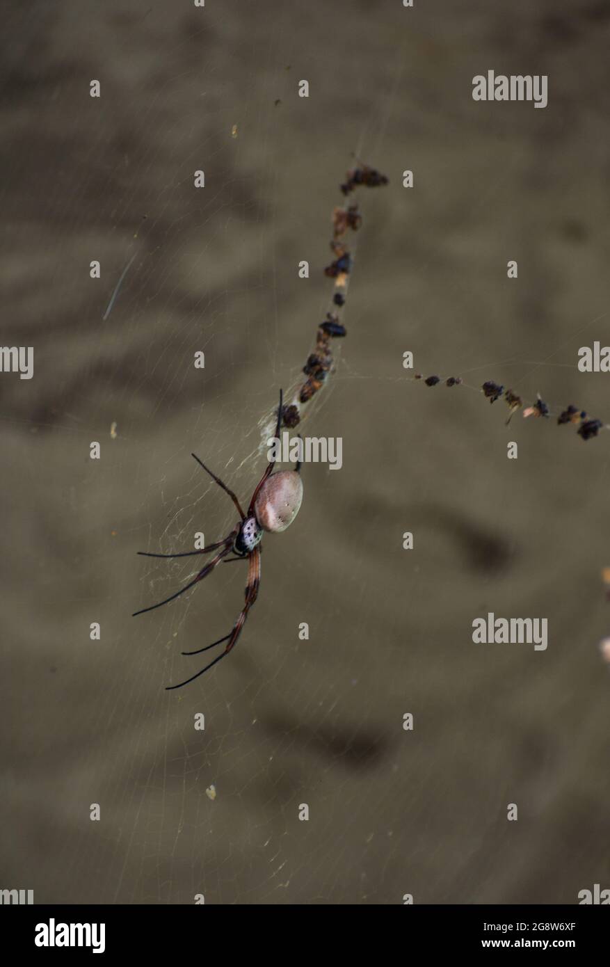 Diese Golden Orb Weaving Spider (Nephila Edulis) war weit von ihrem normalen Lebensraum in New South Wales entfernt - gefunden in Ringwood, Victoria, Australien. Stockfoto