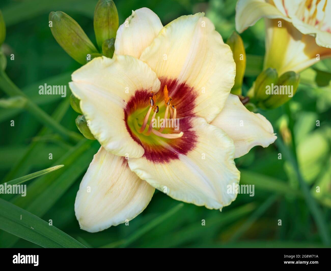 Schöne Hemerocallis Taglilie Blume Vielzahl Pandoras Box Stockfoto