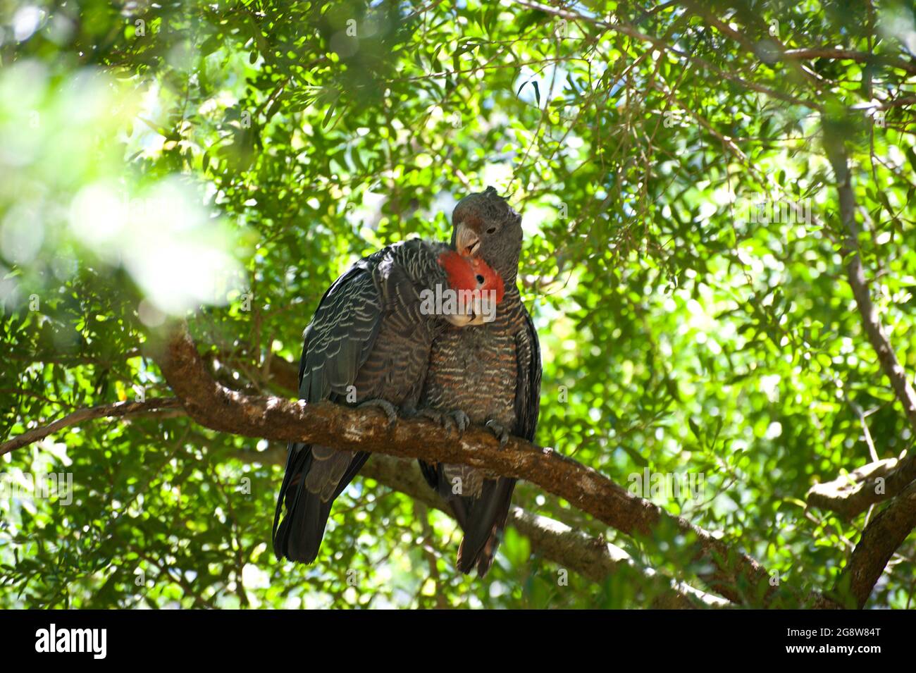 Wenn Cockatoos verliebt sind - ein Liebesbiß zeigt deine Gefühle. Diese Gang Gang Kakadus (Callocephalon fimbriatum) sind schon seit einiger Zeit ein Paar. Stockfoto