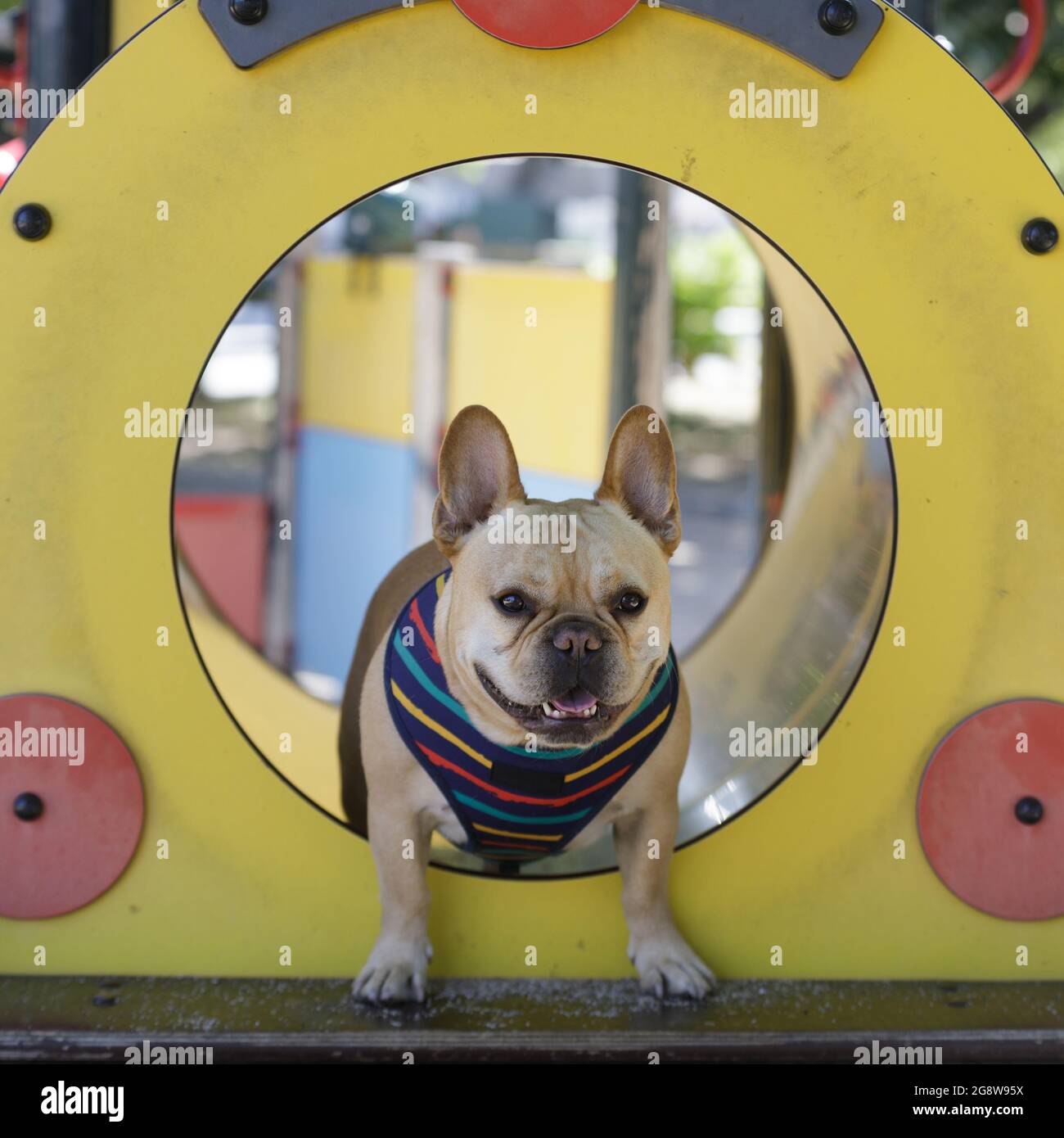 Junge Männliche Französische Bulldogge Peeking Durch Spielplätze Zug. Stockfoto