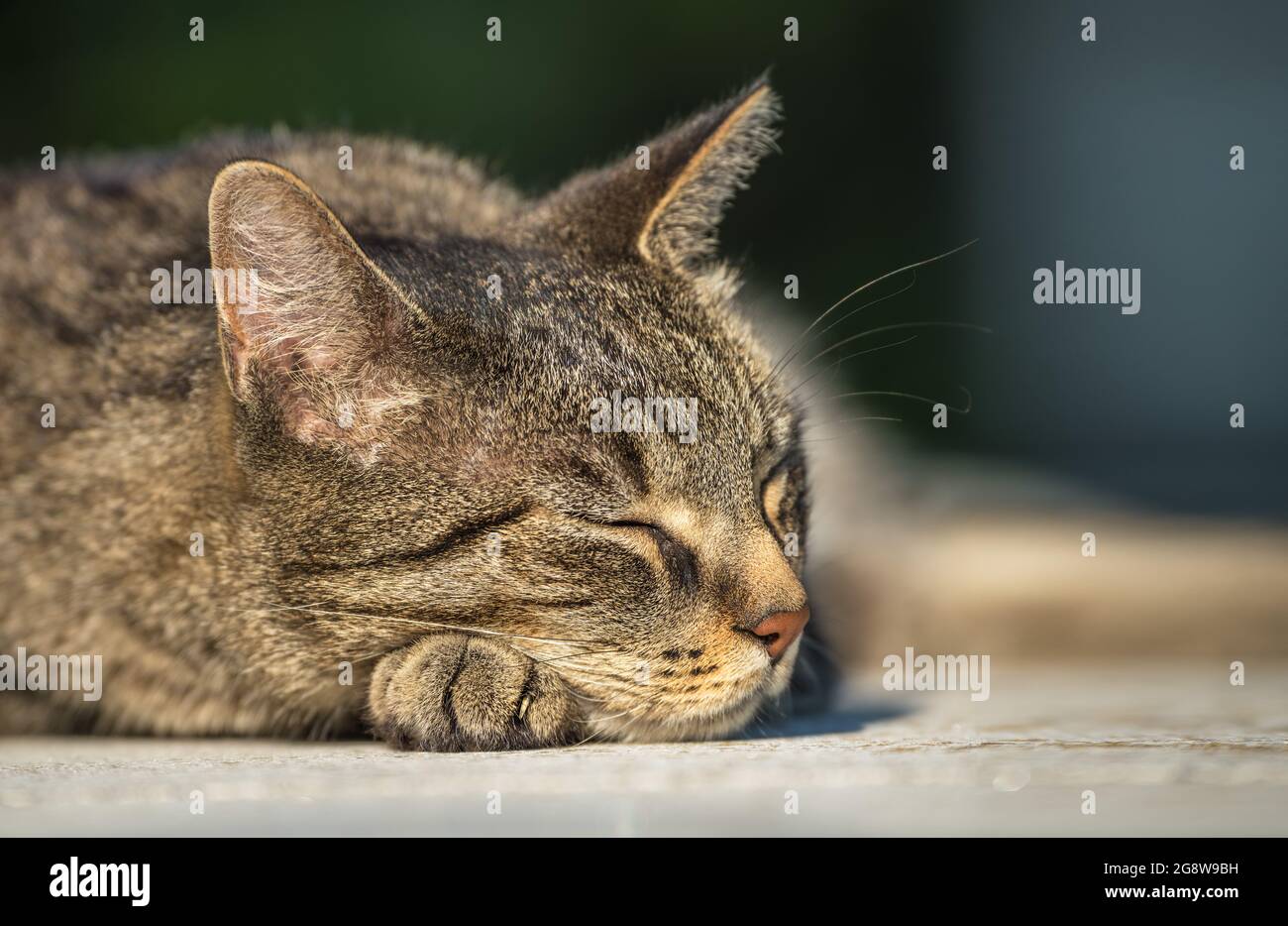 Meine Katze. Tiefschlaf in der Sonne, zeigt 1 Klaue. Schlafende Katze Stockfoto