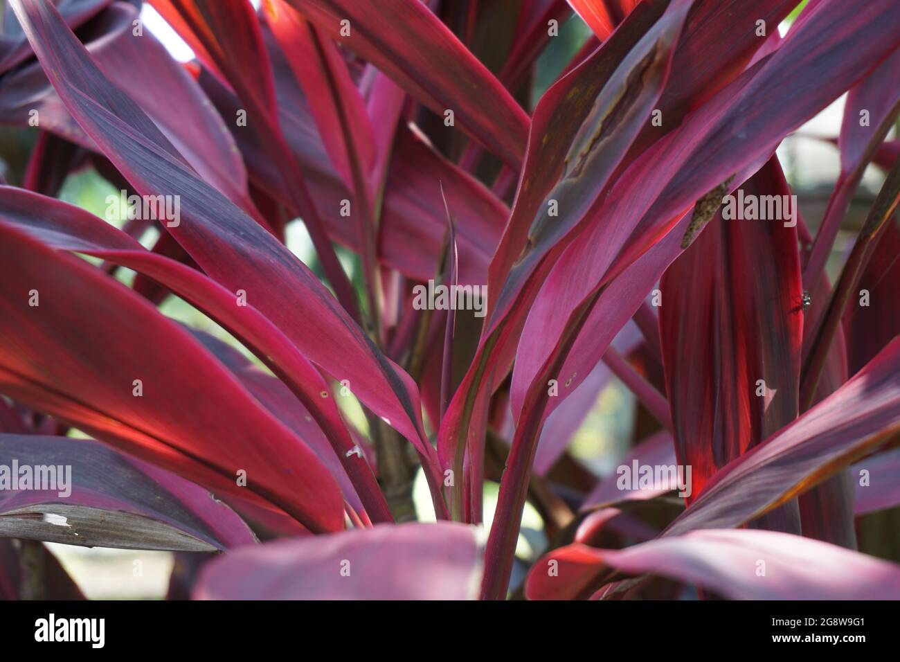Grüne cordyline fruticosa gemeinhin als TiPflanze, Palmlilie