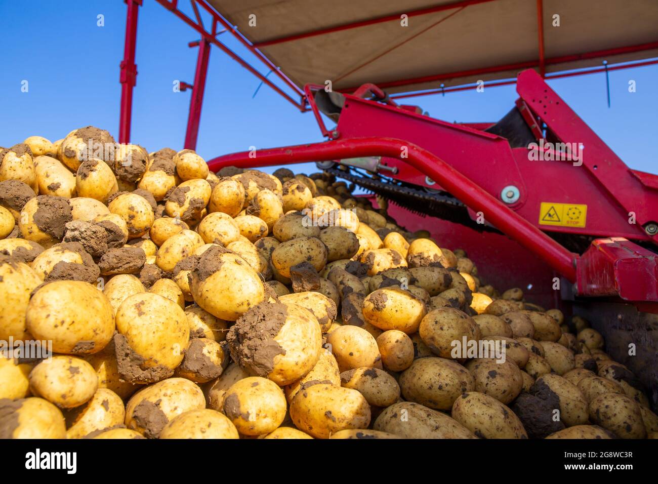 Landwirtschaftliche Kartoffelernte, Deutschland Stockfoto