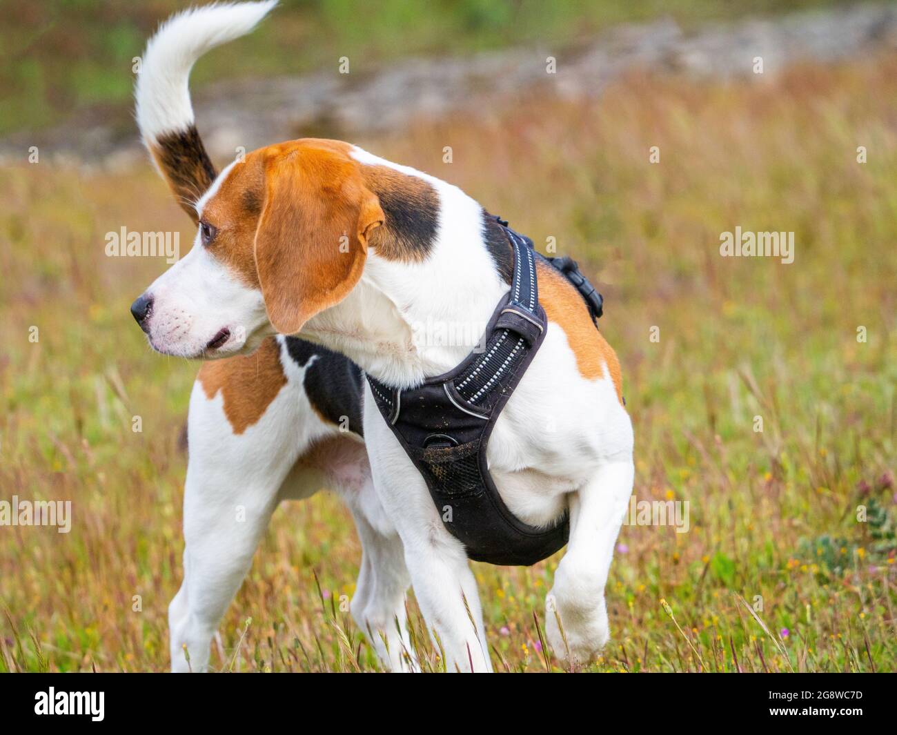 Brauner und weißer Welpe, der über die Wiese läuft. Welpe mit schwarzem Geschirr schaut weg. Stockfoto