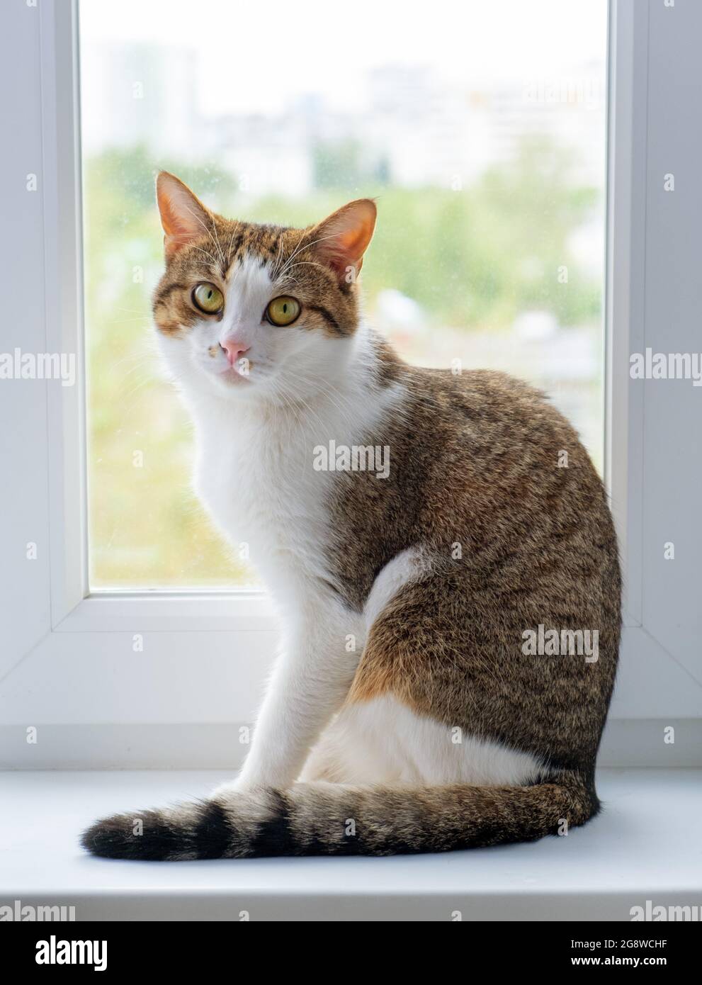 Kitty auf einem Fenster. Wunderschöne Katze sitzt auf der Fensterbank und schaut zurück Stockfoto