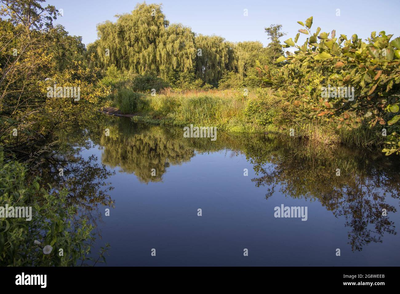 River wey fließt durch godalming Stadt surrey Stockfoto