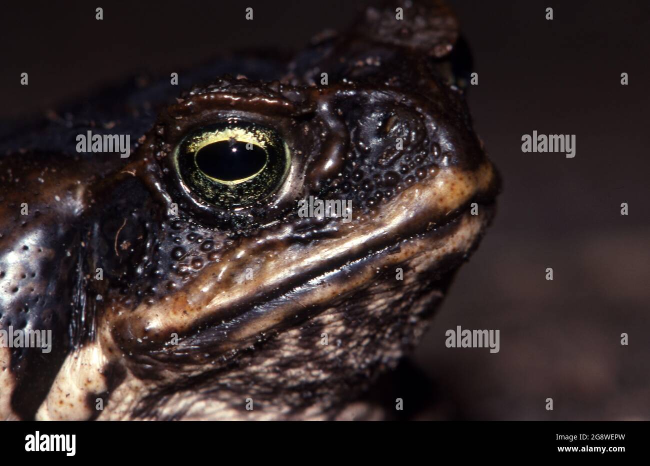 KOPFAUFNAHME EINER ROHRKRÖTE (RHINELLA MARINA SYN BUFO MARINUS) AUSTRALIEN. AUCH BEKANNT ALS DOMINIKANERRÖTE ODER RIESIGE NEOTOTOTOTYPISCHE KRÖTE. Stockfoto