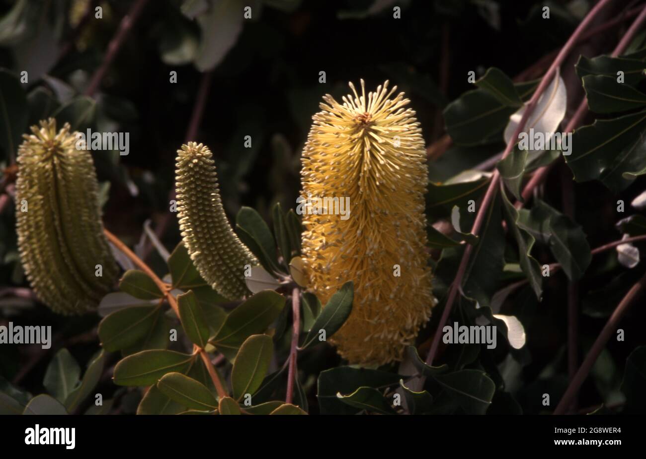 BANKSIA INTEGRIFOLIA ZEIGT DIE 3 WACHSTUMSPHASEN. ALLGEMEIN BEKANNT ALS COAST BANKSIA IST EINE BAUMARTE, DIE ENTLANG DER OSTKÜSTE AUSTRALIENS WÄCHST. Stockfoto
