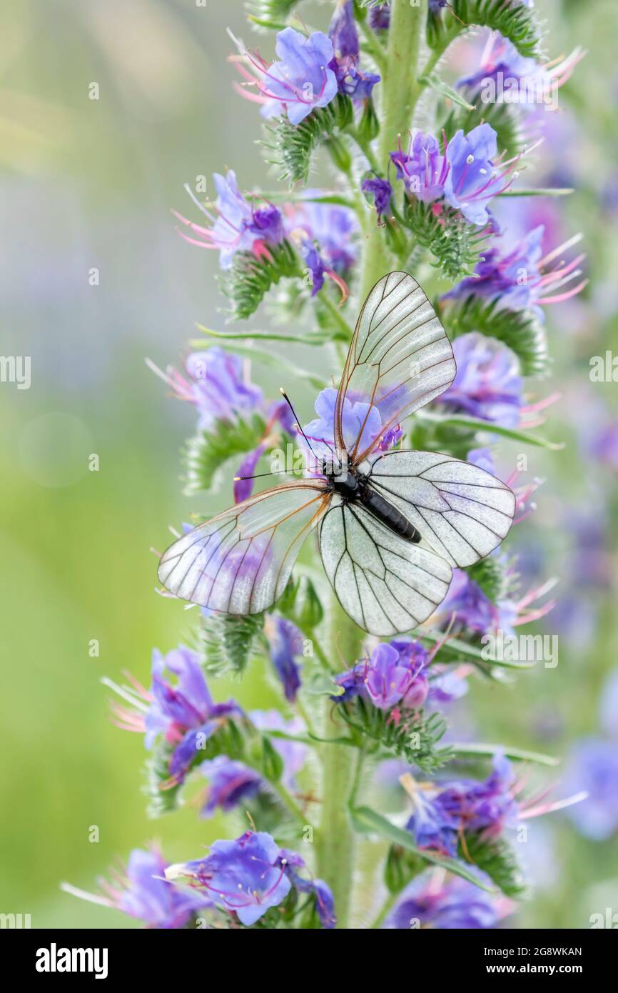 Großer Schmetterling mit durchscheinenden Flügeln, der schwarz-geädert weiß, Aporia crataegi, ruht auf den Blüten des Blauweines (Echium vulgare) auf einem sonnigen s Stockfoto