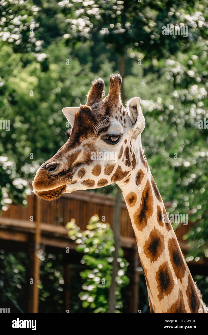 Rothschild-Giraffe im ZOO.Giraffe vor grünen Bäumen, die in die Kamera schauen. Lustiges Giraffengesicht. Vorderansicht der Giraffe gegen Grün verschwommen Stockfoto