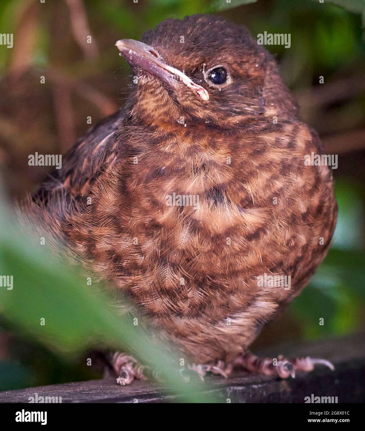 Blackbird Jungtier versteckt sich in der Hecke eines städtischen Gartens und wartet darauf, dass die Eltern ihn füttern. Im Juli also wahrscheinlich zweite oder dritte Brut. Stockfoto