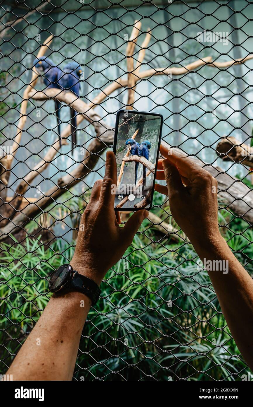 Mann, der auf seinem Smartphone Vögel fotografiert. Person, die das Mobiltelefon hält, den Bildschirm berührt, Mann, der das Gerät im Freien verwendet. Bleiben Sie in Kontakt Stockfoto