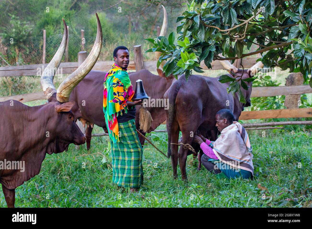 Lokale Hirten melken Ankole Kühe in Kitwa, Uganda Stockfoto