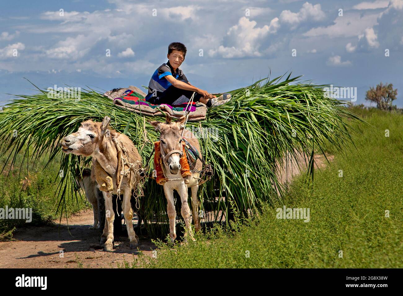 Kasachische Junge trägt Gras auf Eselskarren in der Landschaft von Sorbulak, Kasachstan Stockfoto