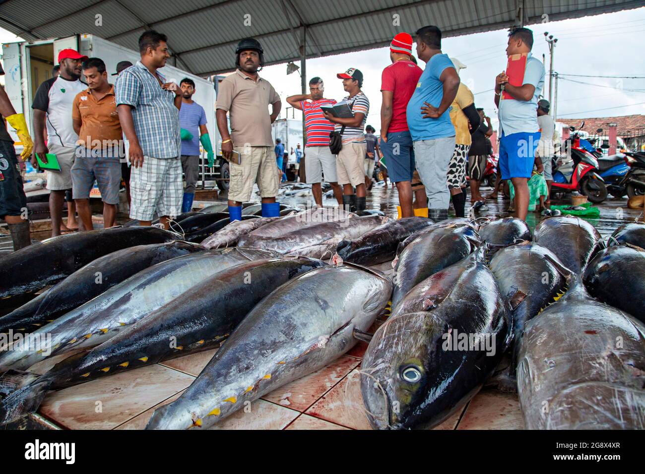 Negombo Fischmarkt früh am Morgen, in Negombo, Sri Lanka Stockfoto