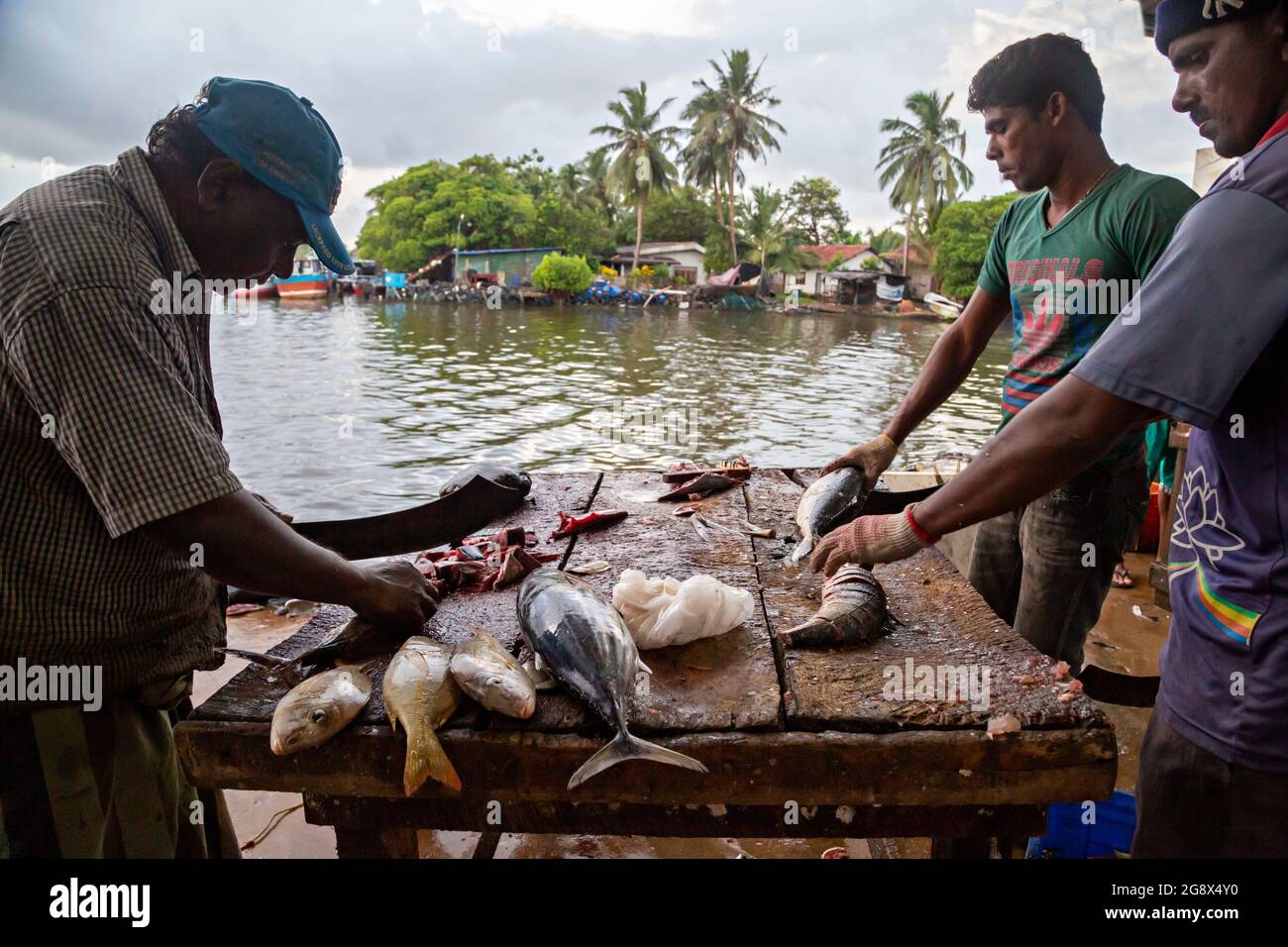 Fischreinigung auf dem Fischmarkt in Negombo, Sri Lanka. Stockfoto