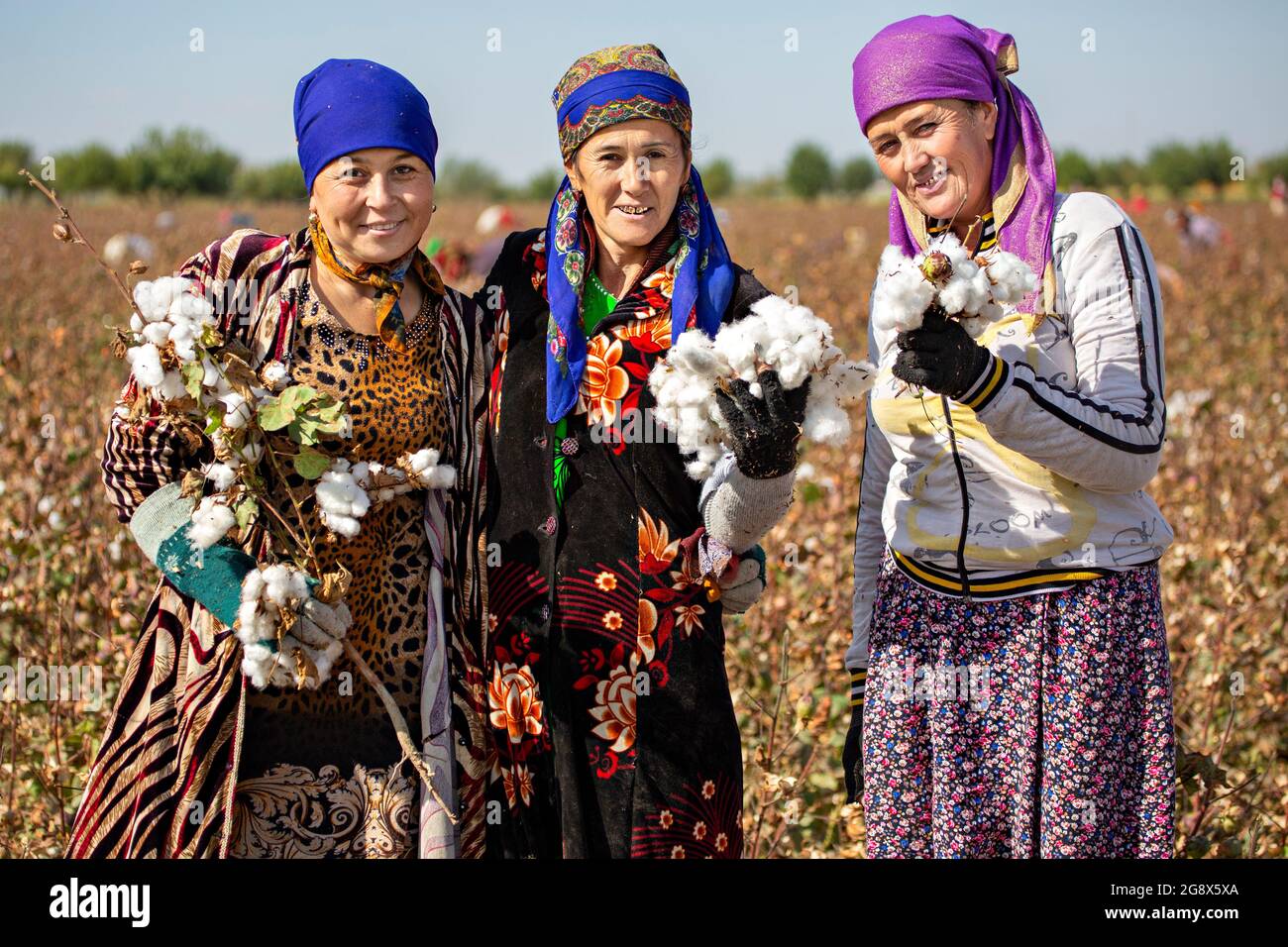 Usbekische Frauen auf dem Baumwollfeld ernten Baumwolle in den Außenbezirken von Samarkand, Usbekistan Stockfoto