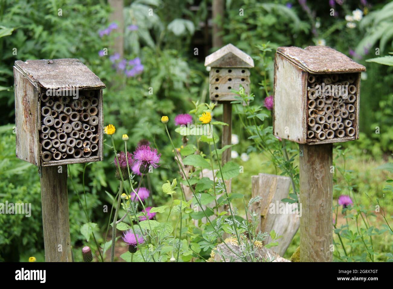 Ein Set aus drei hölzernen Bug Houses für kleine Insekten. Stockfoto