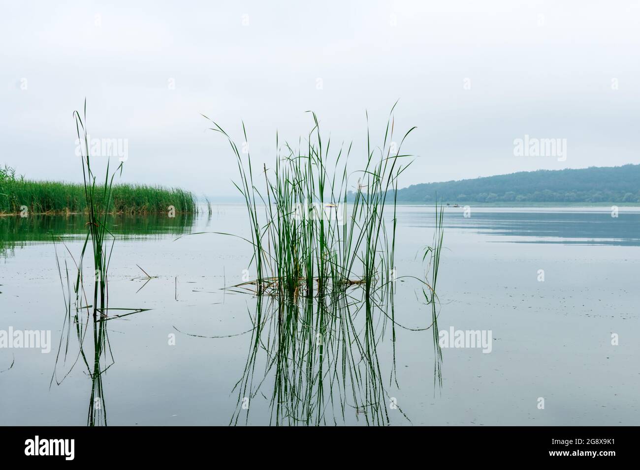 Grünes Schilf am Ufer des Sees im Nebel vor dem Hintergrund des Morgenwaldes. Schöne neblige Landschaft auf dem See. Stockfoto