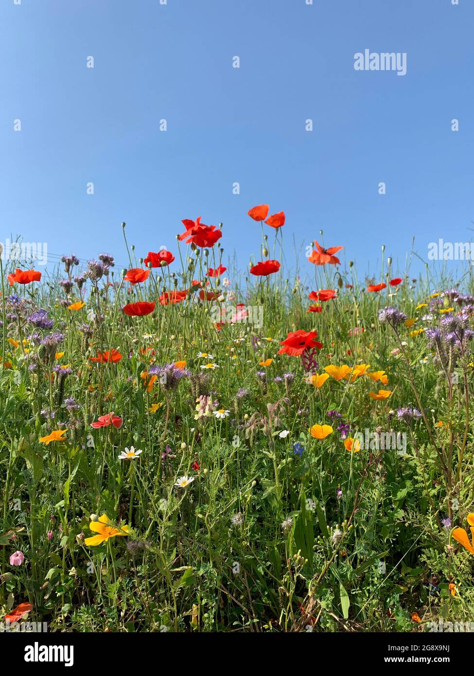 Weitwinkelaufnahme einer Wildblumenwiese auf einem Feld in Sommerset England Stockfoto